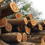 Teak round timber